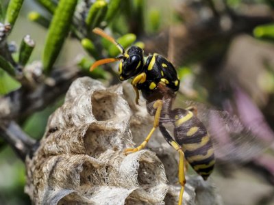 No evidence that brown paper bags will ward off wasps