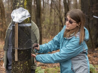 A Pennsylvania Department of Agriculture staff member demonstrates a circle trap found to be safe and effective at catching the spotted lanternfly, including in its nymphal and adult stages.Commonwealth Media Services (PAcast)