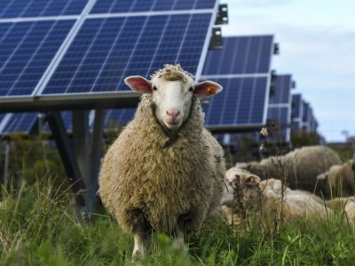 Pa. group pitches farms on solar model that keeps farmland usable, takes up less space | StateImpact Pennsylvania