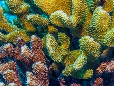 This Pacific Coral Can Withstand Warming Waters With the Help of Algae