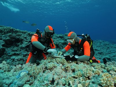 Two in scuba gear collect samples from corals