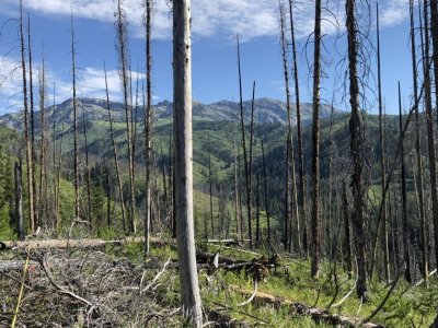 Penn State doctoral graduate develops post-fire recovery guidelines to assist with tree regrowth