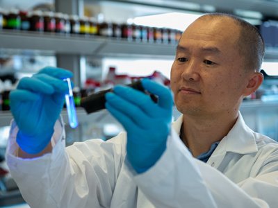 Jian Yang, professor of biomedical engineering, checks the fluorescence of the citrate polymers that will be used for gene delivery to treat peripheral arterial disease. Credit: Kelby Hochreither/Penn State