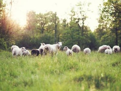 Penn State Extension offers free webinar on sheep, goats grazing season Feb. 22 | Penn State University