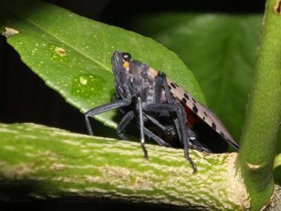 Penn State Extension publication offers guidance on managing spotted lanternfly | Penn State University