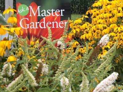 Penn State Master Gardeners help home gardeners blossom | Penn State University