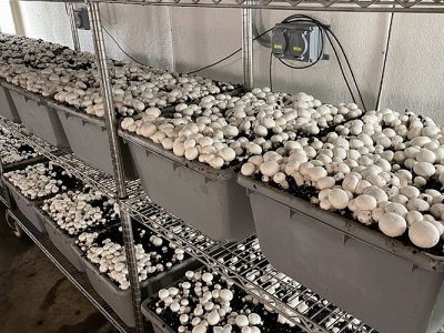 Penn State research supports Pennsylvania’s nation-leading mushroom industry - Happy Valley Industry 4.0