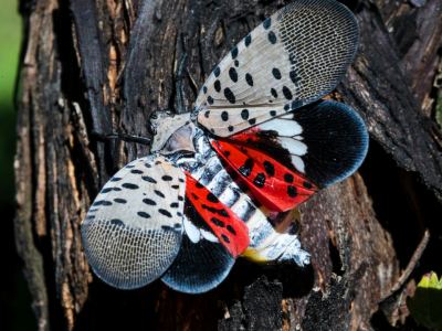 Penn State researchers aim to make discoveries about spotted lanternfly with public’s help | WITF