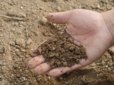 Penn State researchers to develop urban soil tests for Philadelphia growers | Penn State University