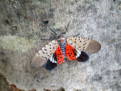 Penn State researchers share Spotted lanternfly findings