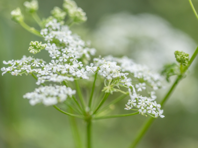 Pennsylvania could be seeing ‘an explosion in slow motion’ of this poisonous weed