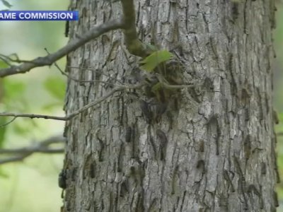 Pennsylvania officials working to control swelling population of invasive spongy moths