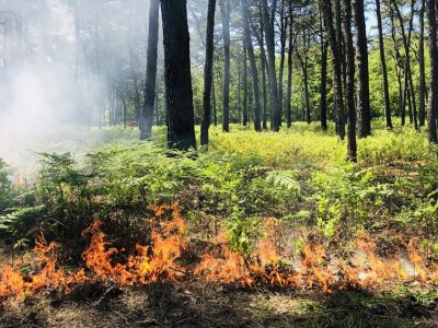 Pennsylvania private forest landowners value fire as tool to manage woodlands | Penn State University