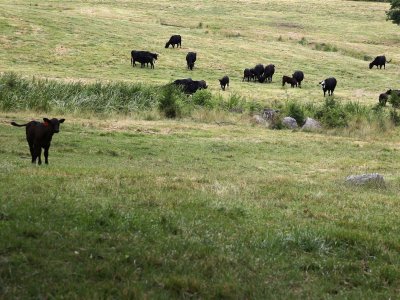 Pennsylvania research targets cow burp emissions