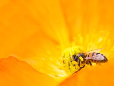 Why are bees making less honey? Study reveals clues