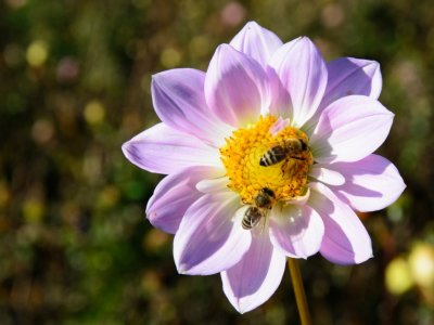 Bees crawl on a flower