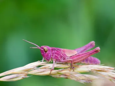 Stunning, Pink Grasshopper Spotted in a Welsh Garden: 'Vivid Color'