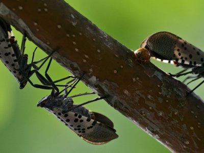 Spotted lanternflies on a branch in Pennsylvania. BASTIAAN SLABBERS/NURPHOTO VIA GETTY IMAGES
