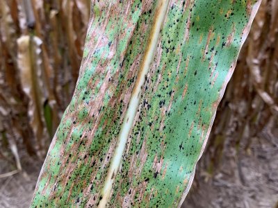 Plant pathologists at Penn State head investigation into tar spot disease in Pa. | Penn State University