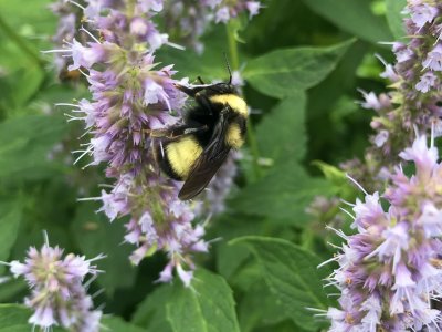 Popular perennial flowering plants can attract diverse mix of pollinators | Penn State University