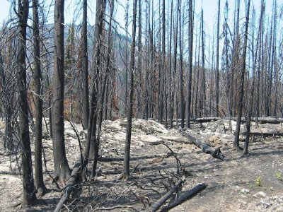 Post-fire forest recovery tools developed | Penn State University