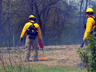 Prescribed fire could reduce tick populations and pathogen transmission | Penn State University