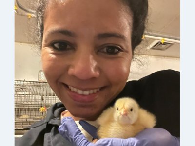 Probiotic feed additive boosts growth, health in poultry in place of antibiotics | Penn State University