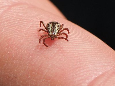 Q&A: Tick season is starting sooner, and they are showing up in new places | Penn State University