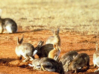 Rabbit virus has evolved to become more deadly, new research finds | Penn State University