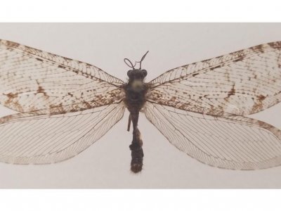Rare insect found at Arkansas Walmart sets historic record, prompts mystery | Penn State University