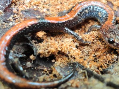 Red-backed salamanders possess only limited ability to adjust to warming climate | Penn State University