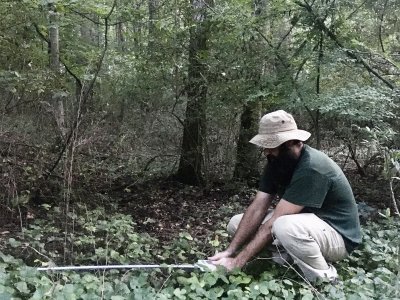 By reducing forest floor temperature, invasive shrubs stifle native species | Penn State University