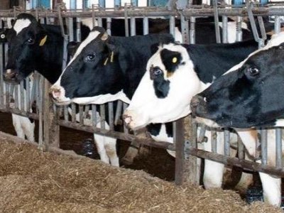 Researchers aim to reduce antimicrobial resistance in Puerto Rico dairy industry | Penn State University