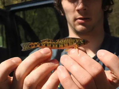 Researchers Identify One-of-a-Kind Fish in Lower Susquehanna