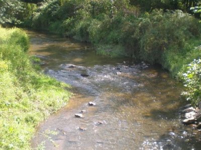 Researchers receive USDA grant to study new riparian buffer strategy | Penn State University
