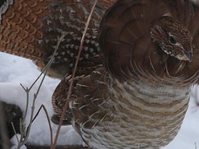 Ruffed grouse population more resilient than expected, genetic study finds | Penn State University