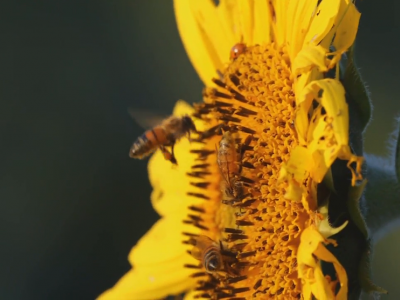 Save the Bees! PSU researchers create program, task force to help the mighty pollinators