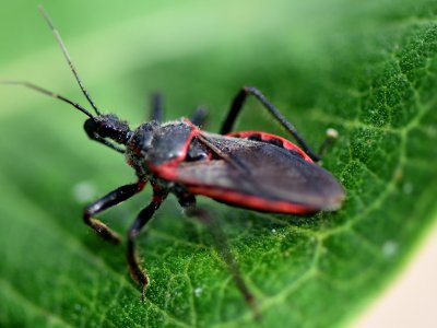 Scientists optimistic about future of infectious disease control after successfully using gene-editing technology on blood-sucking insect: 'This has important implications'