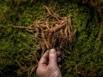 The secret, lucrative world of Pennsylvaniaâs wild ginseng diggers