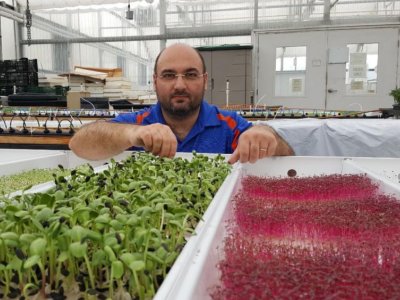 Select microgreens in custom diet may help deliver desired nutrients | Penn State University