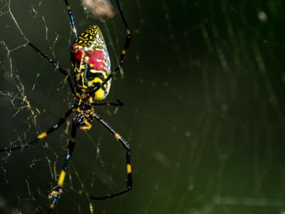 Should Pennsylvanians be worried about Joro spiders?
