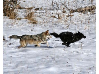 A grey wolf chases a black wolf through snow