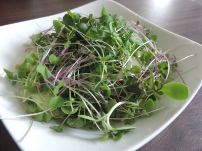 Small but mighty: Microgreens go from trendy vegetables to functional food | Penn State University
