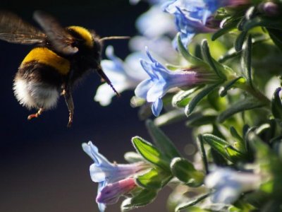 Soil nutrients affect how attractive plants are to bees from the ground up | Penn State University