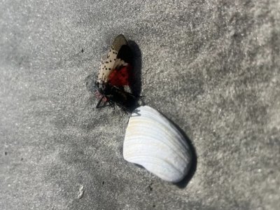 Spotted lanternflies are showing up on Jersey Shore beaches