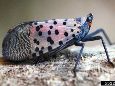 Spotted lanternflies continue to swarm. Don’t expect that to stop anytime soon.