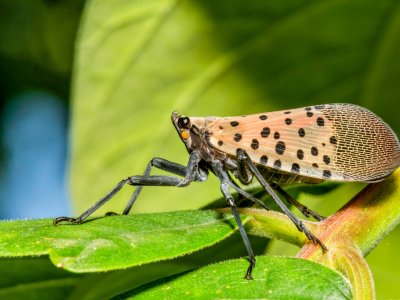 Spotted lanternflies damage young maple trees