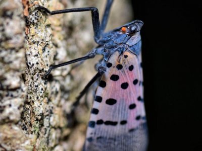 Spotted lanternflies in PA: Is cooler weather slowing them down?
