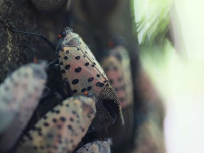 10 facts about the Spotted Lanternfly