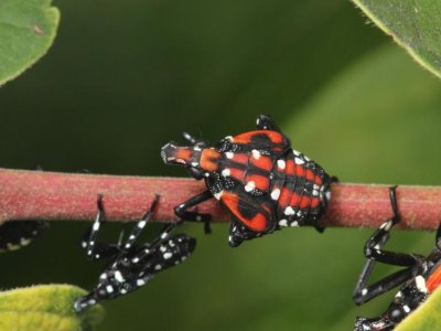 Spotted lanternfly lore: Penn State experts clear up falsehoods about pest | Penn State University